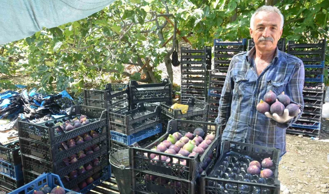 ANTALYA'NIN İBRADI İLÇESİ ÜRÜNLÜ