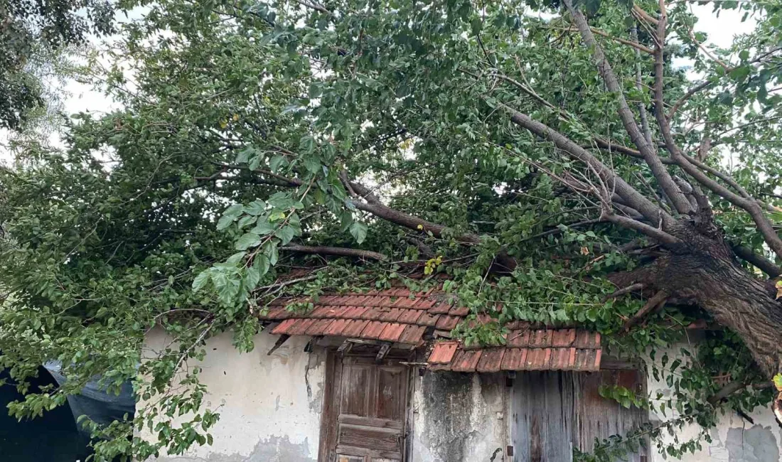 ANTALYA'NIN SERİK İLÇESİNDE ÇIKAN