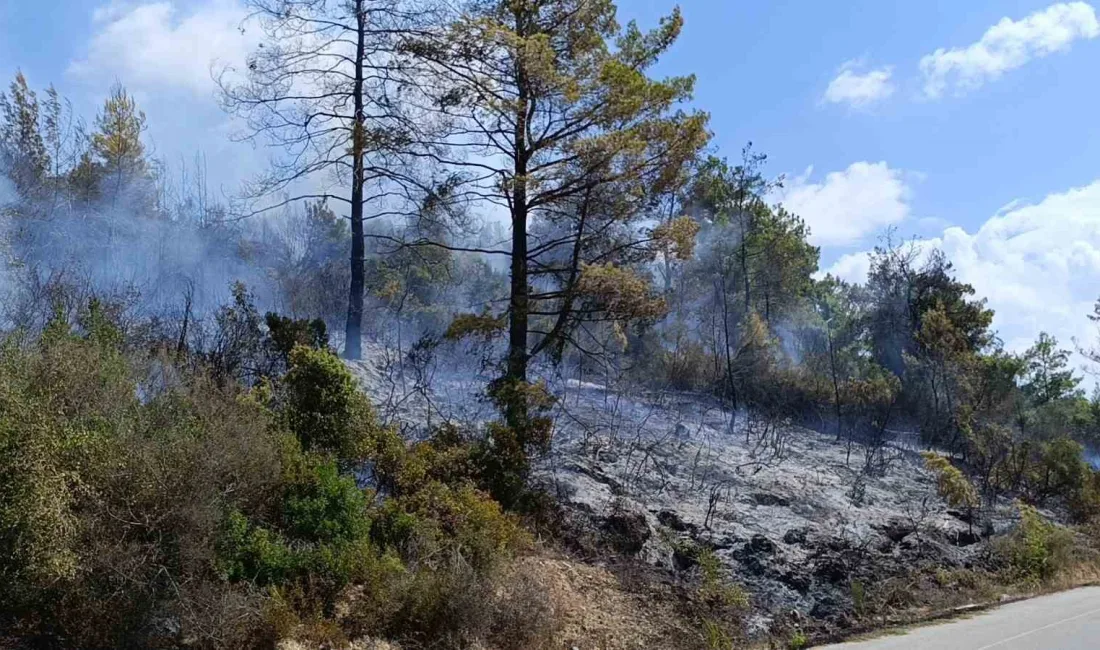 ANTALYA’NIN MANAVGAT İLÇESİNDE TARIM