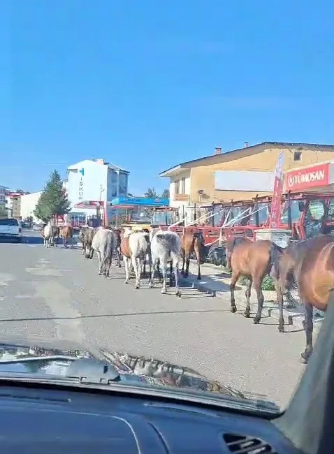 ARDAHAN’DA YOLDA DOLAŞAN SAHİPSİZ