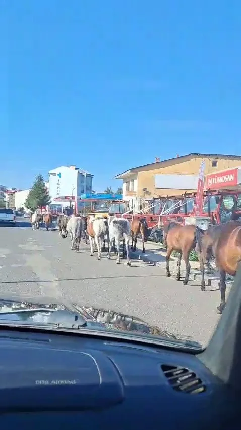 Ardahan’da başıboş atlar sokak ortasında geziyor