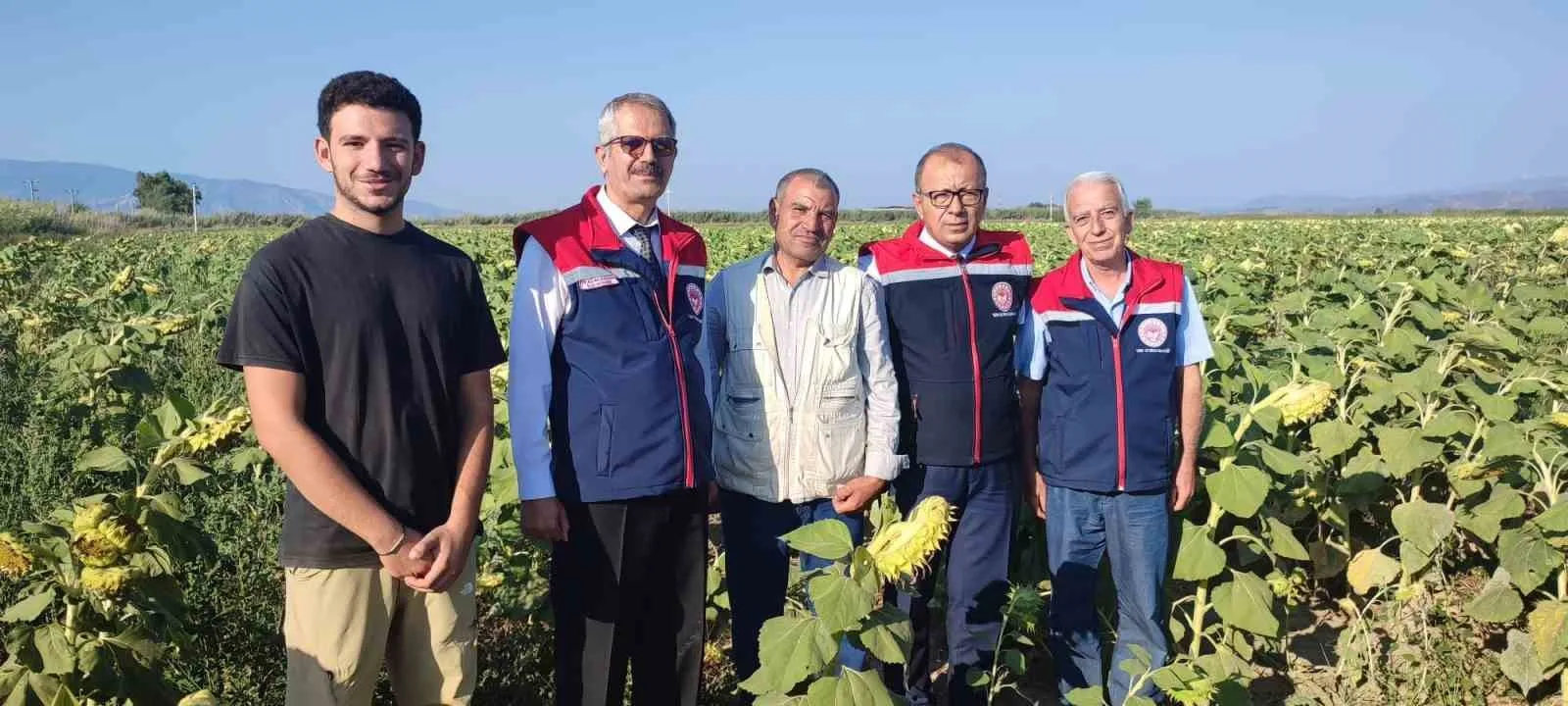 Aydın’da ayçiçeği hasadı öncesi üreticilere destek müjdesi