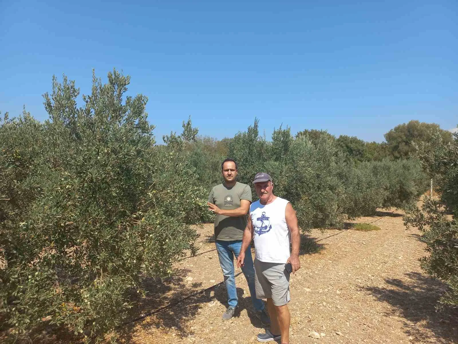 Aydın’da zeytin rekolte tahmin çalışmaları başladı