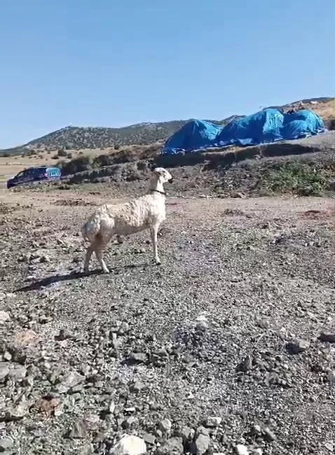 YOZGAT’IN ÇEKEREK İLÇESİNDE SOKAK