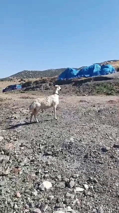 Balıkçı ağına bu kez ‘koyun’ takıldı