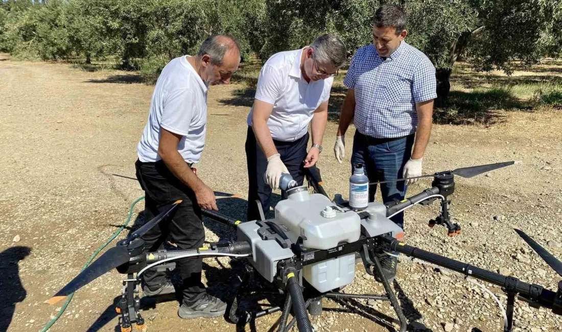 BALIKESİR'DE ZEYTİN SİNEĞİYLE MÜCADELEDE