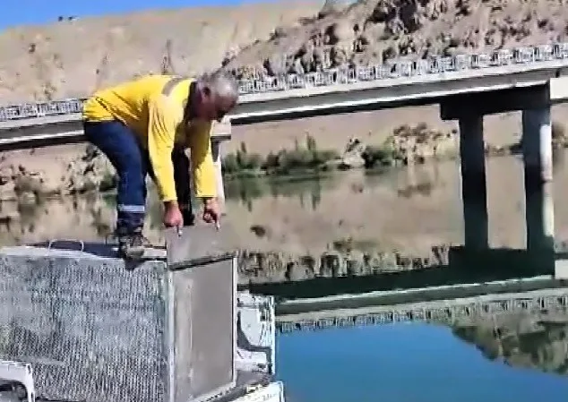 Balıklara zarar veren su samuru önce yakalandı sonra doğaya salındı