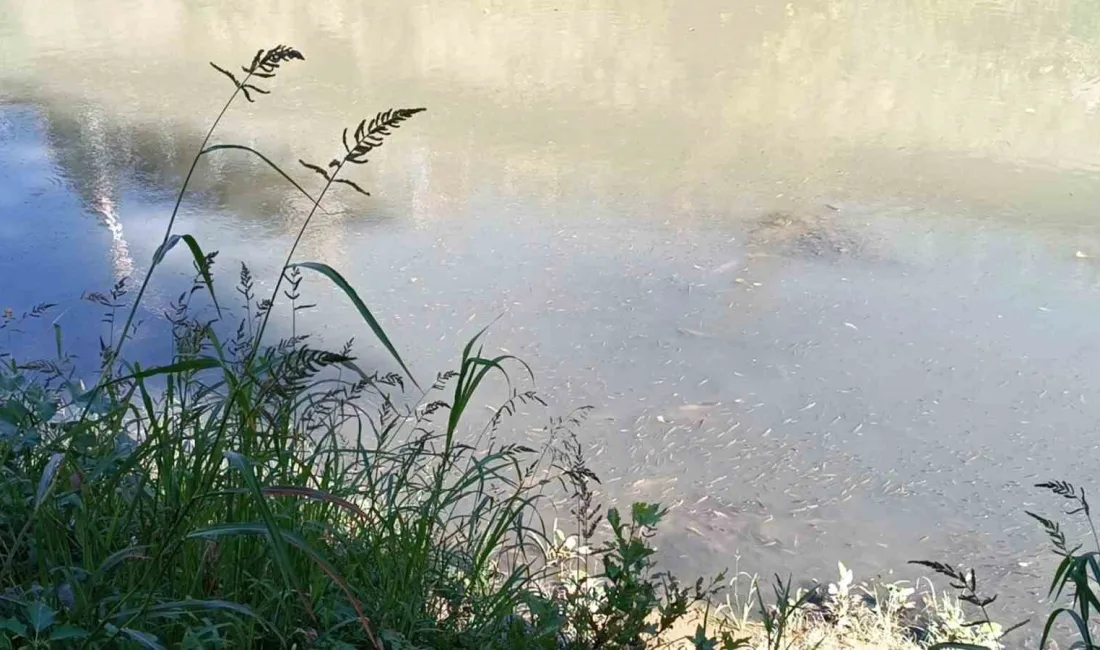 BARTIN IRMAĞI'NDA TOPLU BALIK