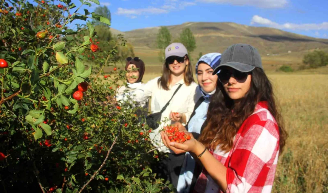 BAYBURT’TA KUŞBURNU ALIMI BAŞLADI