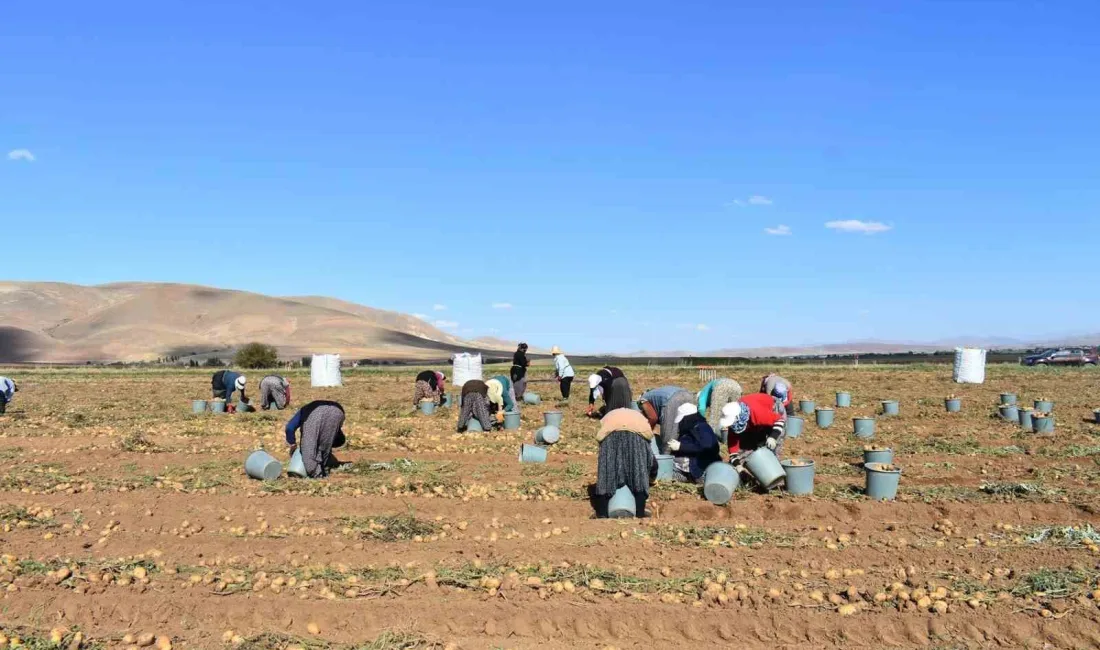 BAYBURT'TA PATATES HASADINA BAŞLANDI