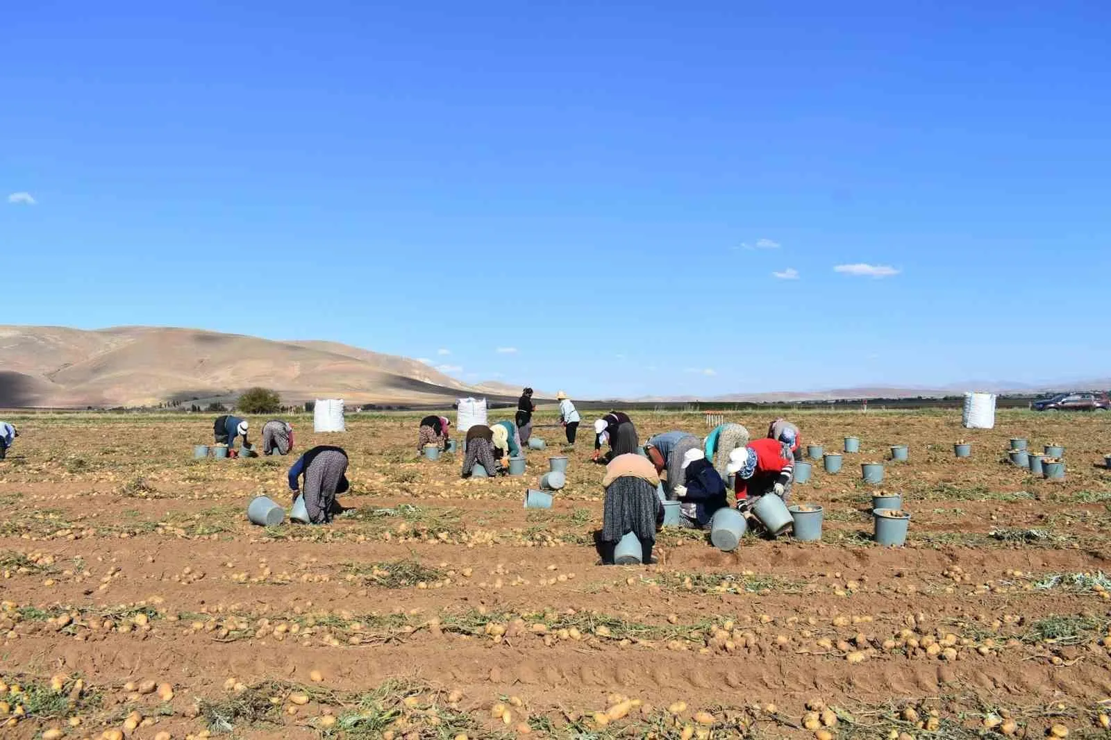 Bayburt’ta patates hasadına başlandı