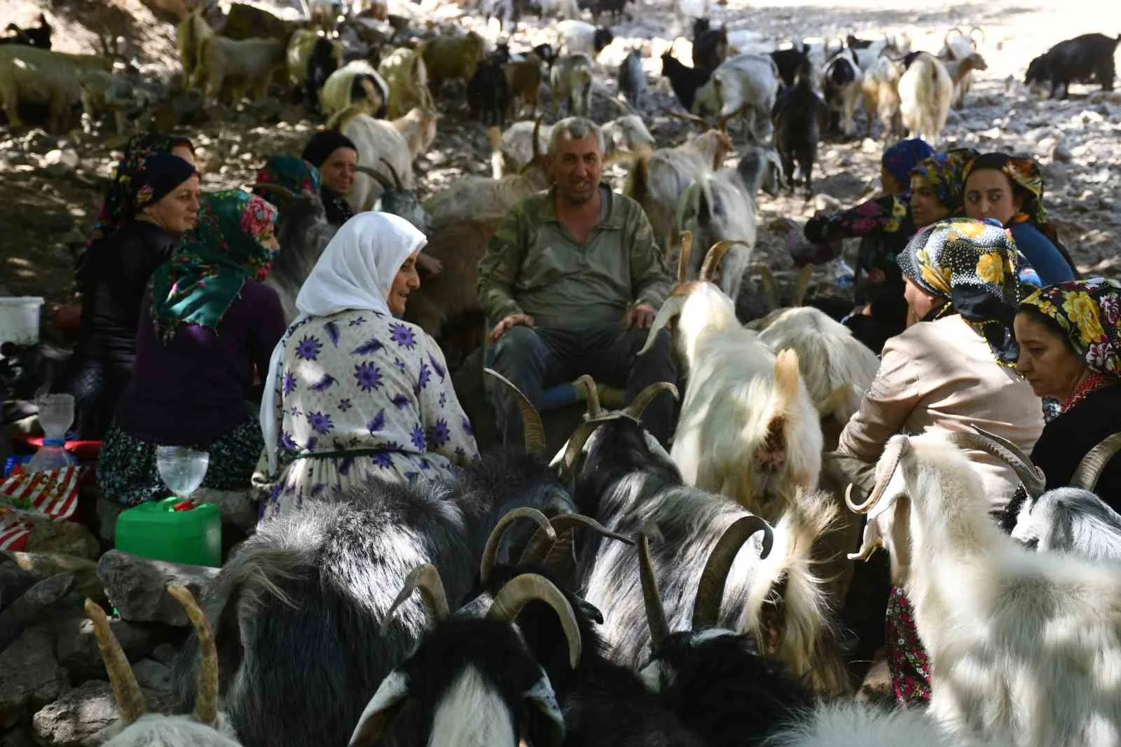 Berivanlar son demlerini yaşıyor