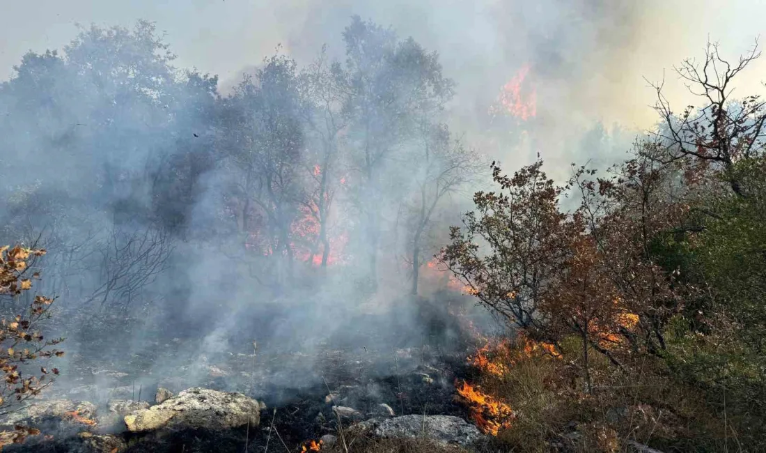 BURSA-SAKARYA SINIRINDA BULUNAN ORMANLIK