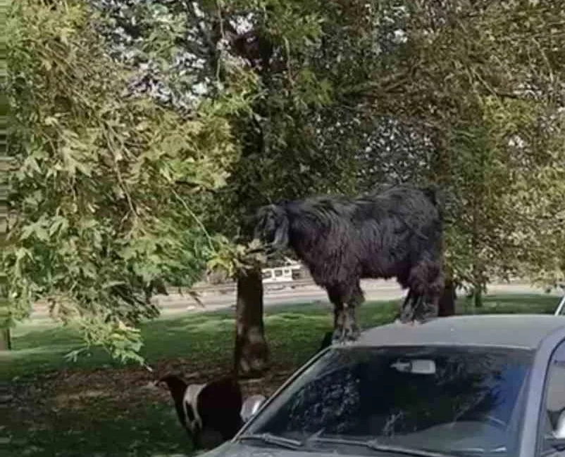 BURSA’DA DIŞARIDA OTLAYAN KEÇİLER,