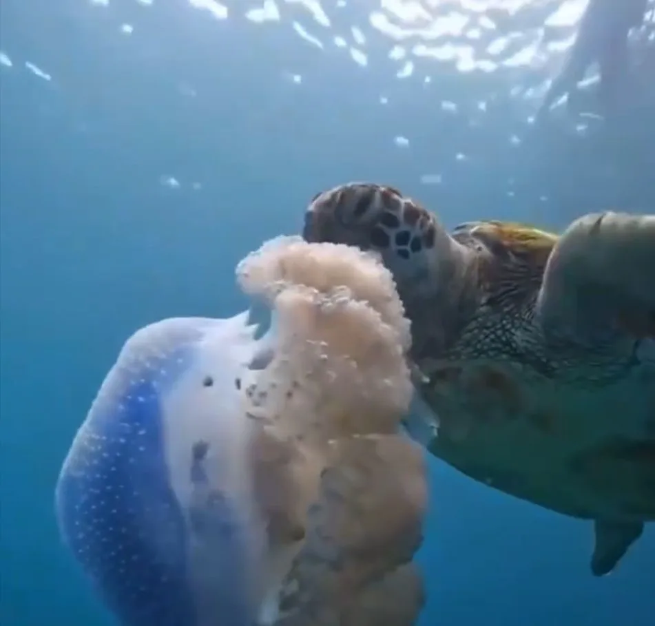 Caretta carettanın deniz anasını yediği görüntülerle denizi kirletenlere ’çevre’ mesajı