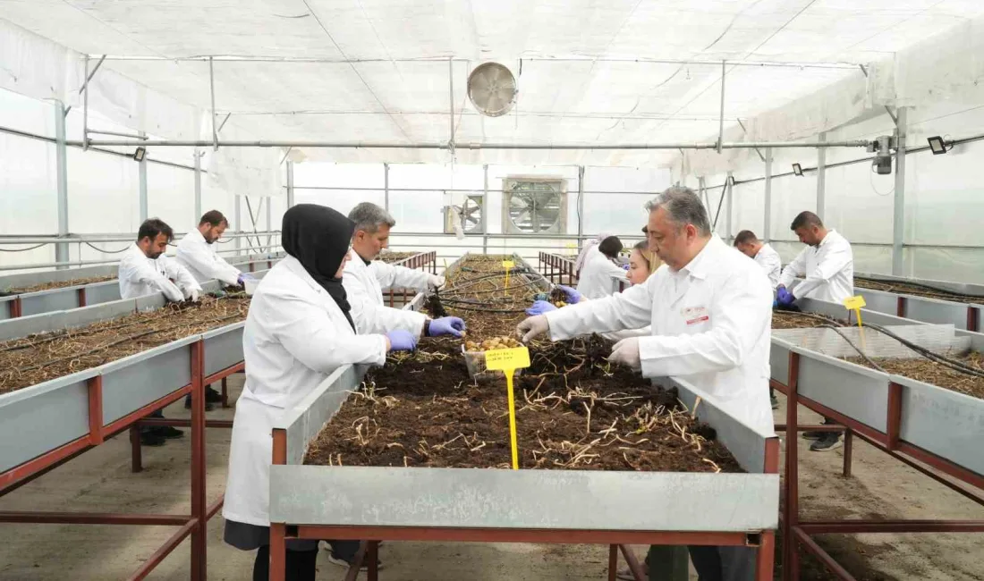 NİĞDE PATATES ARAŞTIRMA ENSTİTÜSÜ TARAFINDAN GELİŞTİRİLEN YERLİ VE MİLLİ ÇEŞİTLERE