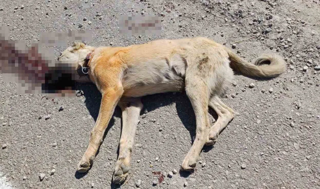 ANKARA’DA YOL YAPIM İŞÇİLERİ, KENDİLERİNE HAVLADIĞINI İDDİA ETTİKLERİ ÇOBAN KÖPEĞİNİ