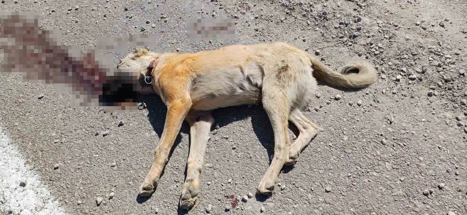 ANKARA’DA YOL YAPIM İŞÇİLERİ, KENDİLERİNE HAVLADIĞINI İDDİA ETTİKLERİ ÇOBAN KÖPEĞİNİ