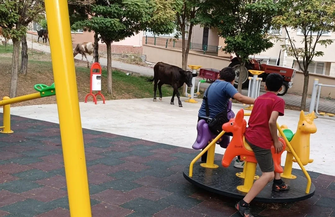 Çocuk parkını büyükbaş hayvanlar bastı