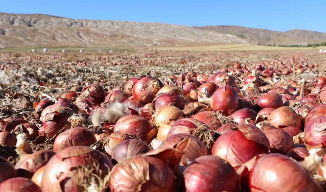 SİVAS’IN ŞARKIŞLA İLÇESİNDE HASADI