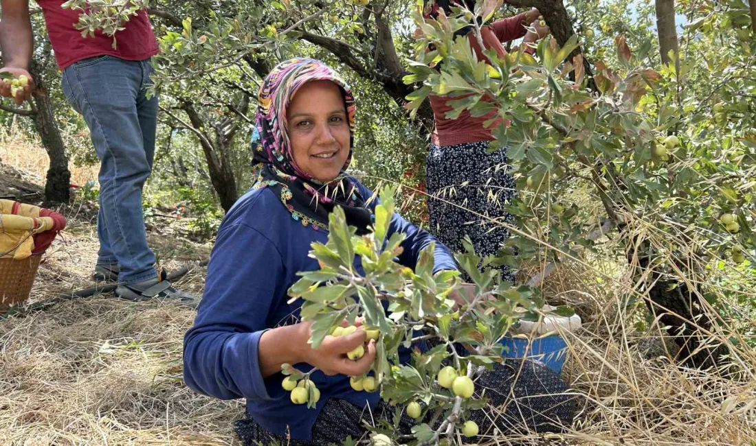 HATAY’IN BELEN İLÇESİNDE TESCİLLİ SULTAN ALIÇ’I MEYVESİNİN HASADI GERÇEKLEŞTİRİLDİ.