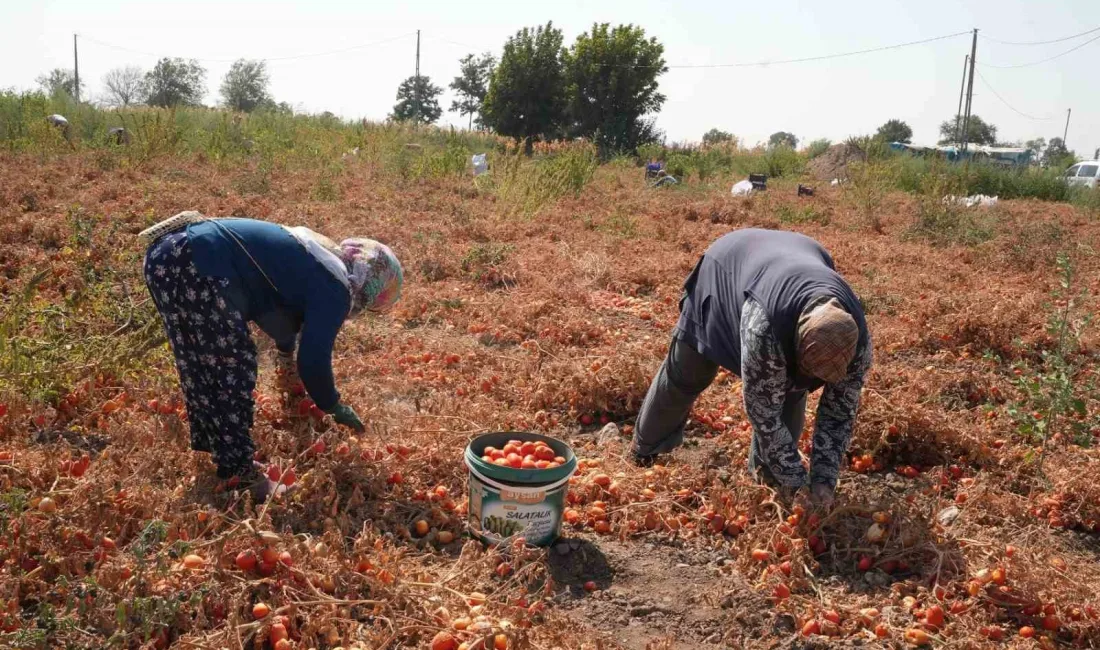 DOMATESİ TARLADA KALAN ÇİFTÇİ,