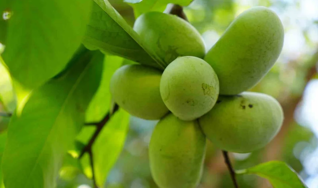 KIZILDERİLİ MUZU PAW PAW.