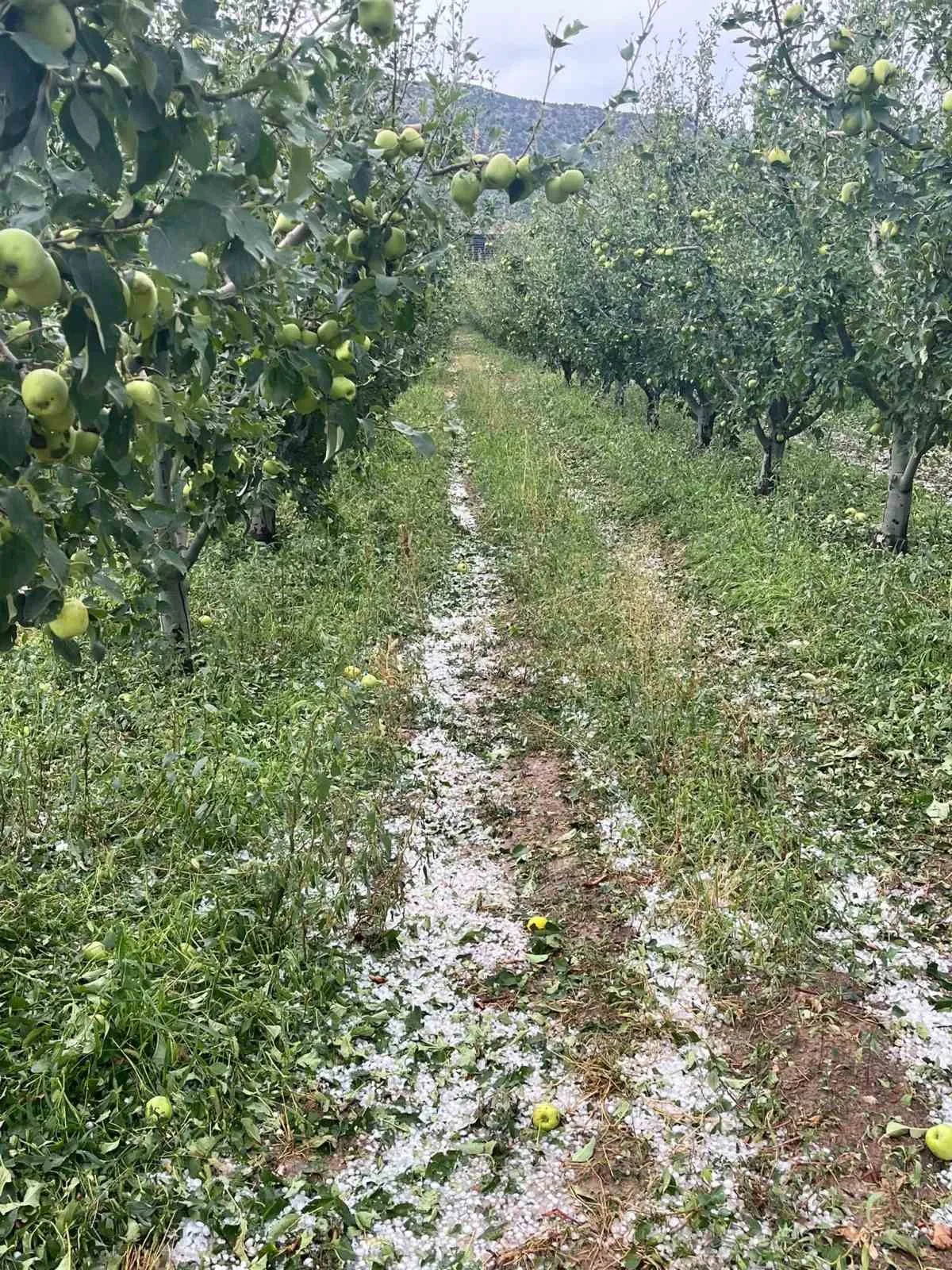 Eğirdir’de etkili olan dolu meyve bahçelerine zarar verdi