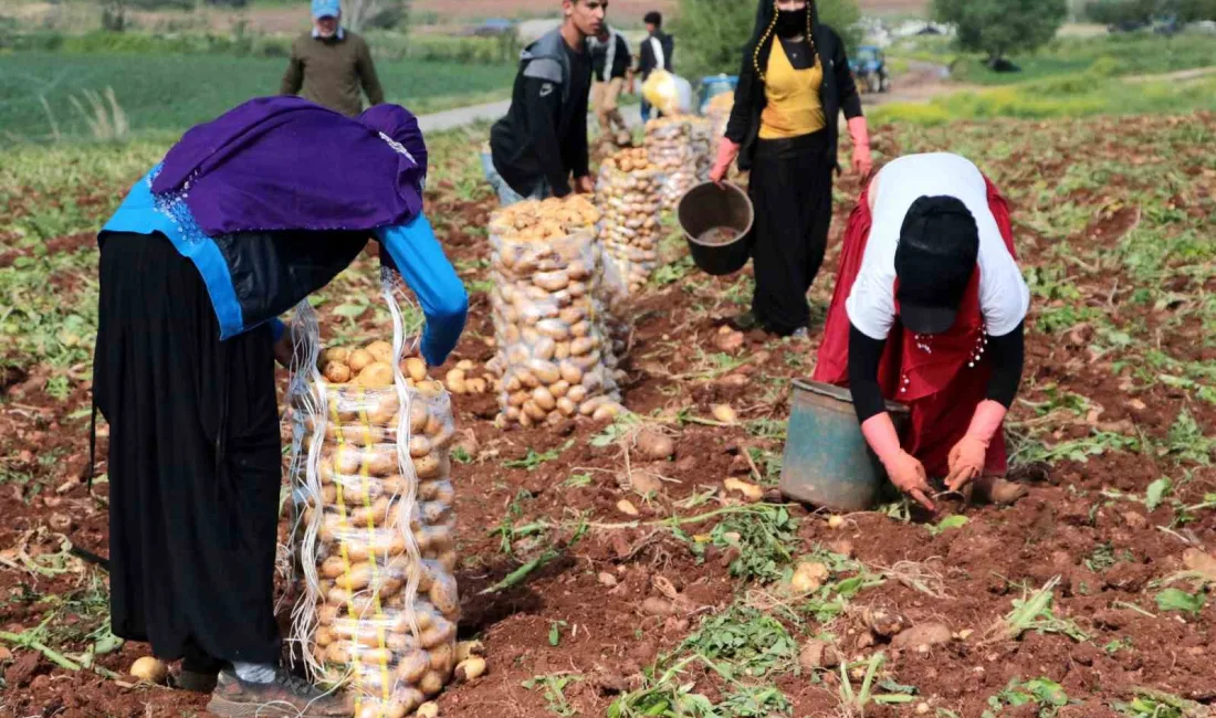 ERZİNCAN’DA PATATES HASADI BAŞLADI