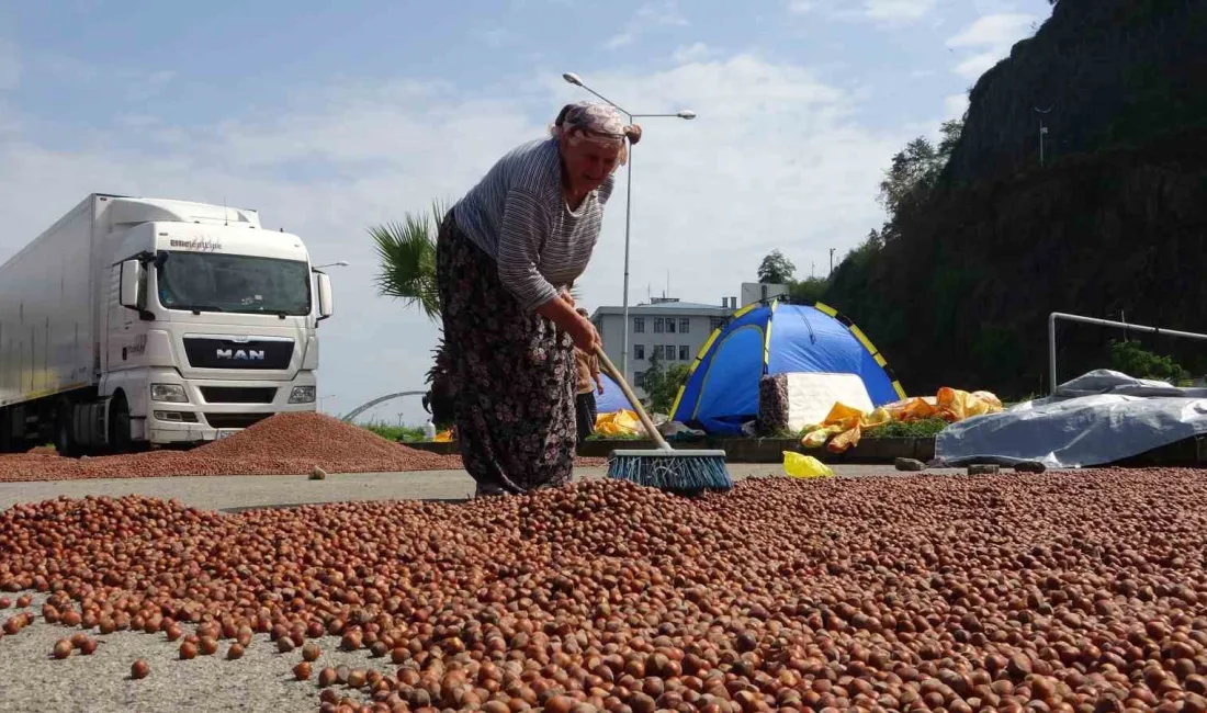 GİRESUN’UN KEŞAP ZİRAAT ODASI