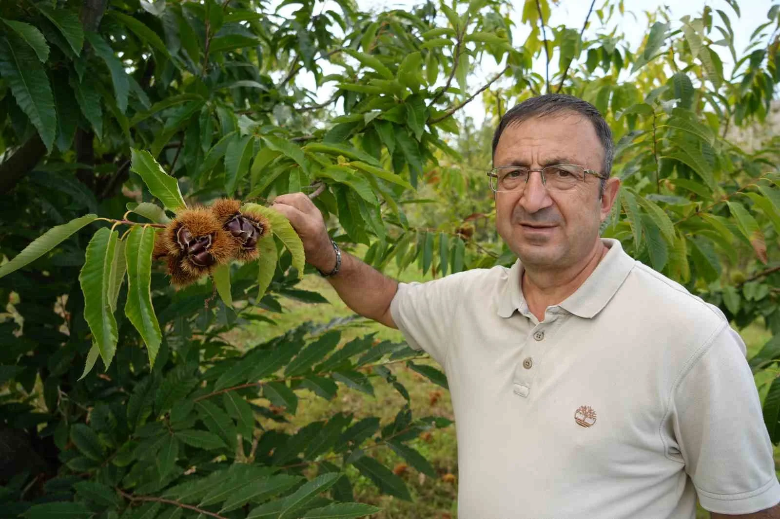 Gal arısına dayanıklı kestanenin hasadına başlandı