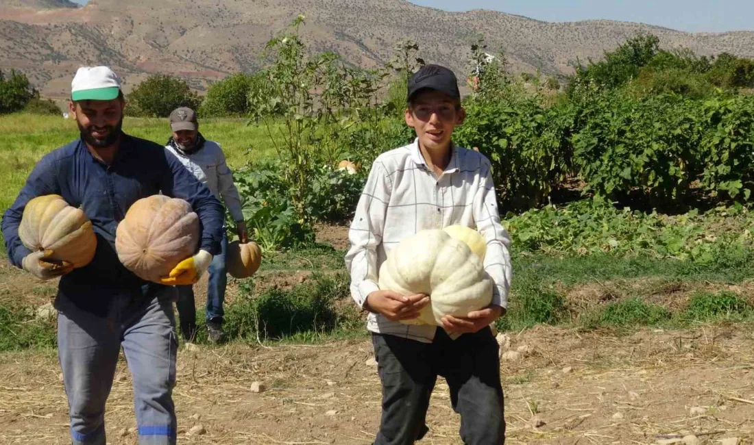 GERCÜŞ’TE BAL KABAĞI HASADI