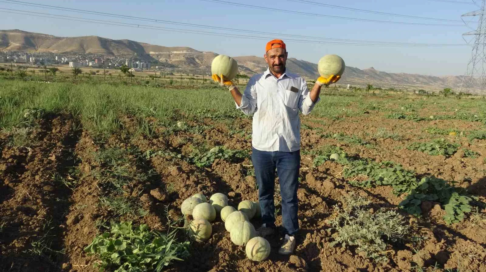 Gercüş’te Cefan kavunu bereketi