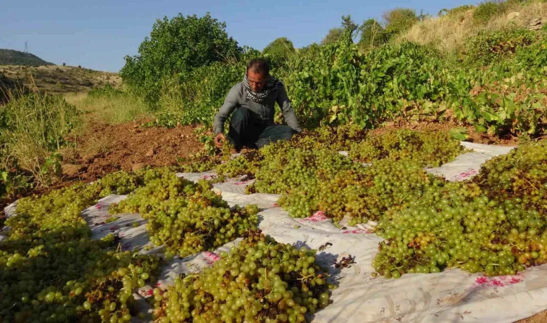 GERCÜŞ'TE KURU ÜZÜM ÇEŞİTLERİNİN