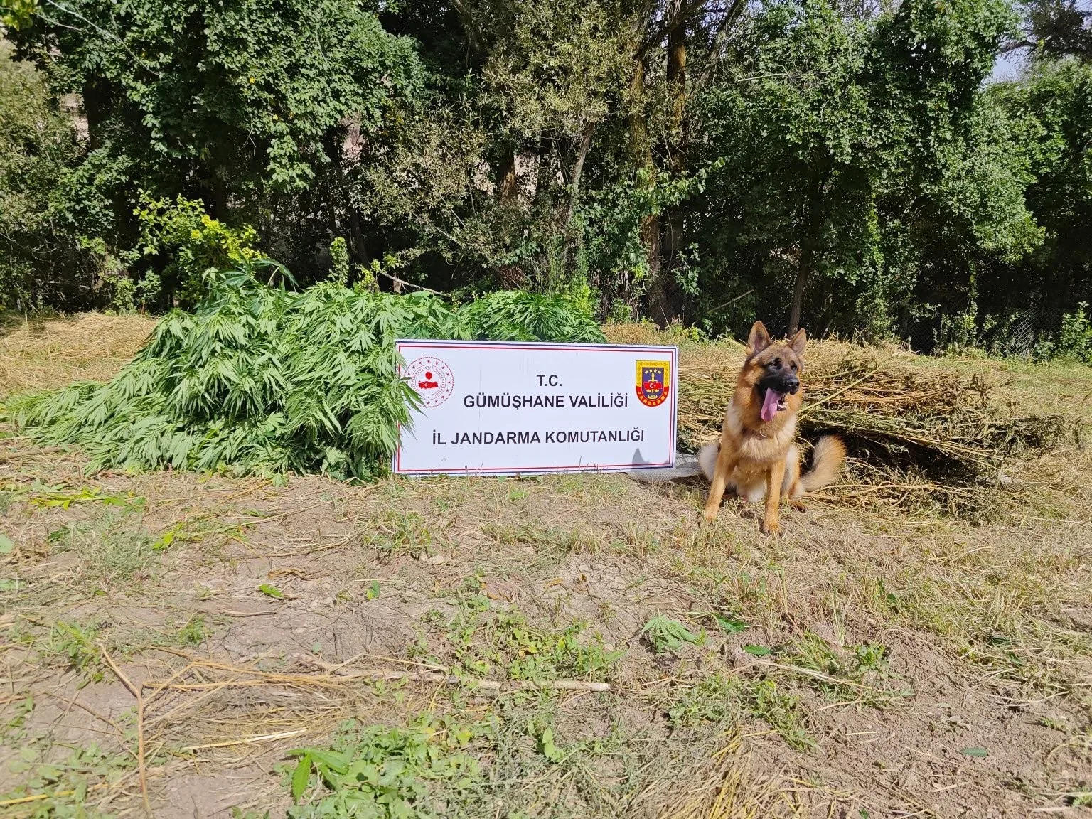 Gümüşhane’de uyuşturucu operasyonu