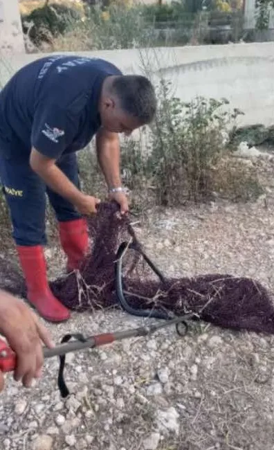 HATAY'DA BALIKÇI AĞINA TAKILAN KARAYILAN, İTFAİYE EKİPLERİNCE KURTARILARAK DOĞAL YAŞAM