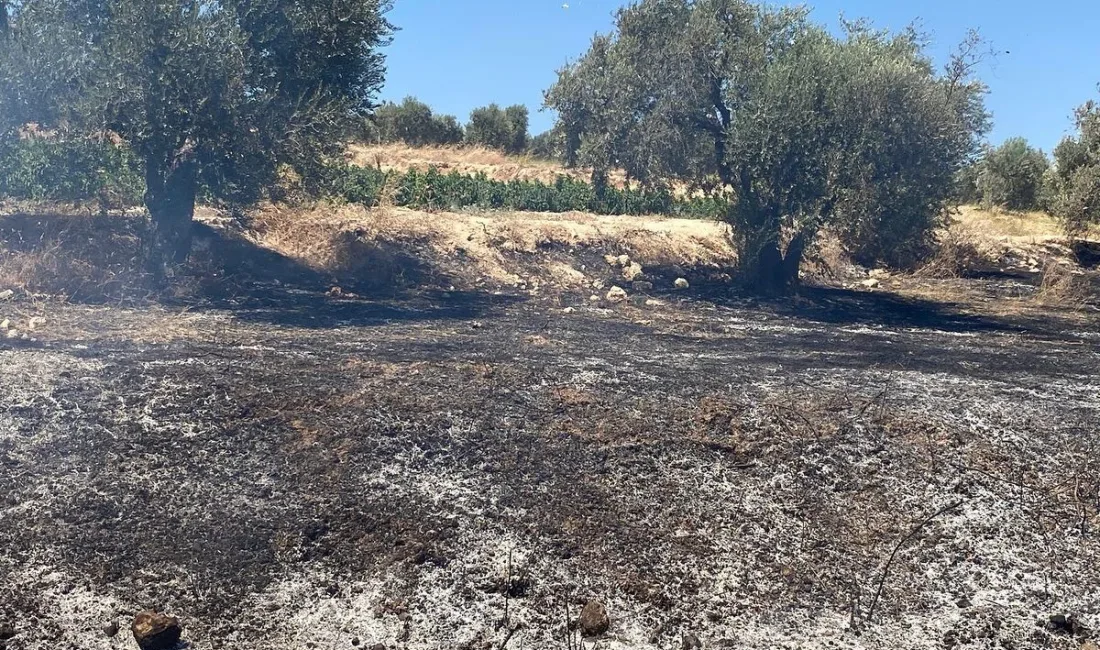 HATAY’IN ARSUZ İLÇESİNDE ZEYTİNLİK ALANDA ÇIKAN YANGINI İTFAİYE EKİPLERİN MÜDAHALESİYLE