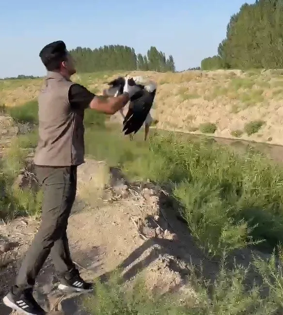 IĞDIR’DA YORGUN ŞEKİLDE BULUNAN