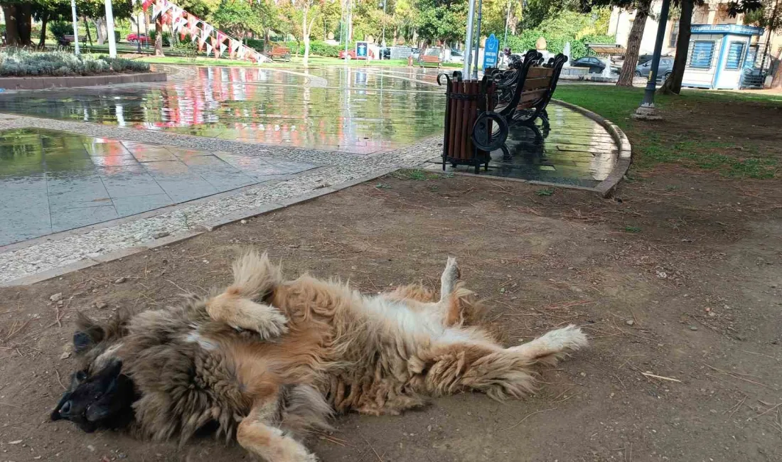 SAMSUN’DA UYURKEN İLGİNÇ ŞEKİLLERE