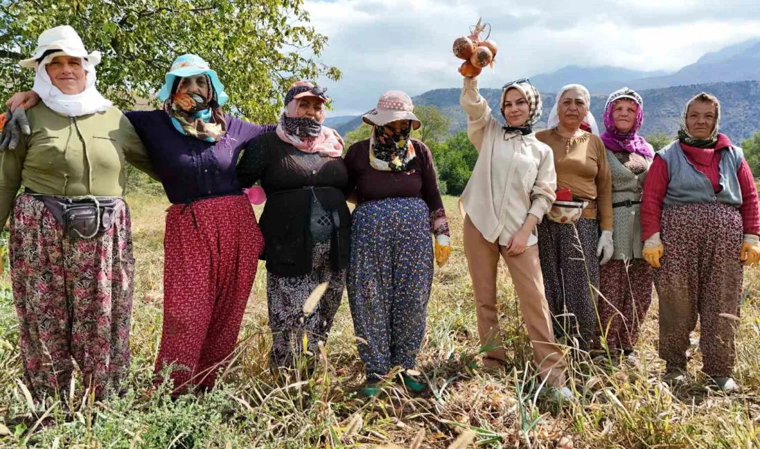 SOĞAN HASADI BAŞLAYAN ERZİNCAN’IN