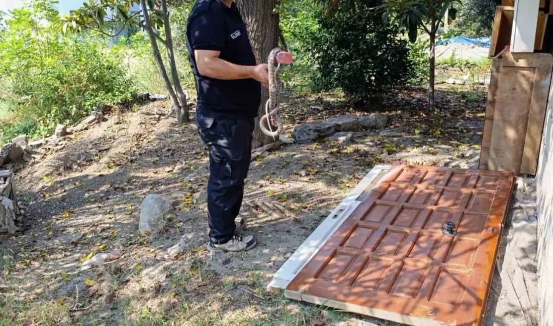 HATAY’DA EVE GİREN İTFAİYE EKİPLERİ TARAFINDAN YAKALANARAK DOĞAYA BIRAKILDI.