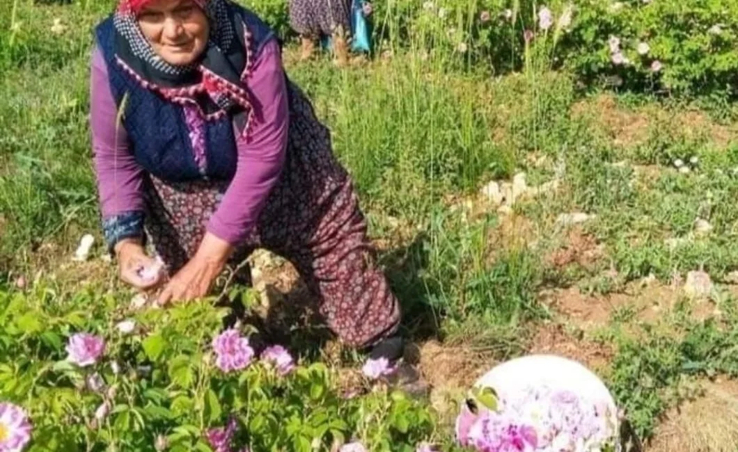 ISPARTA’DA GÜL ÇİÇEĞİNİN TABAN