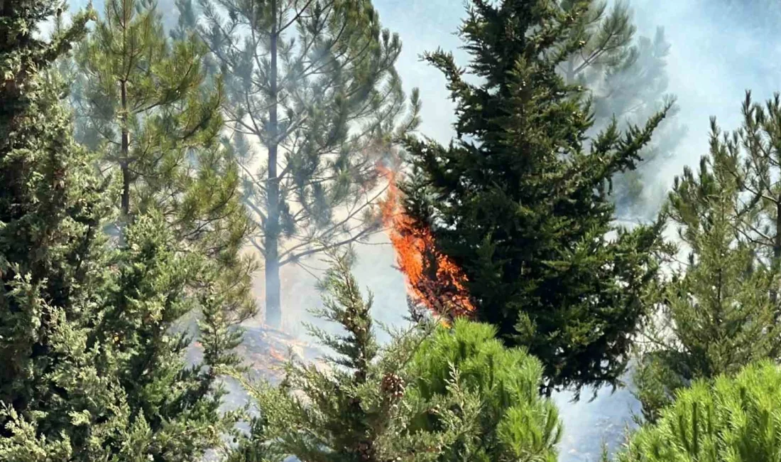 KAHRAMANMARAŞ ŞEHİTLER KORULUĞU’NDA ÇIKAN