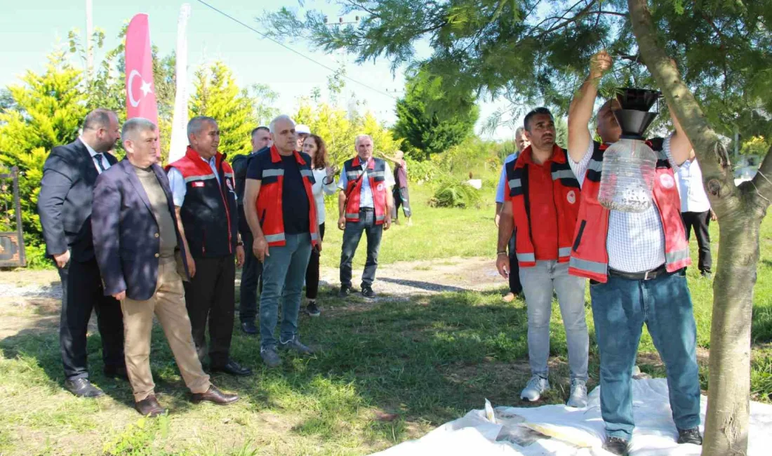 SAMSUN’UN ÇARŞAMBA İLÇESİNDE KAHVERENGİ