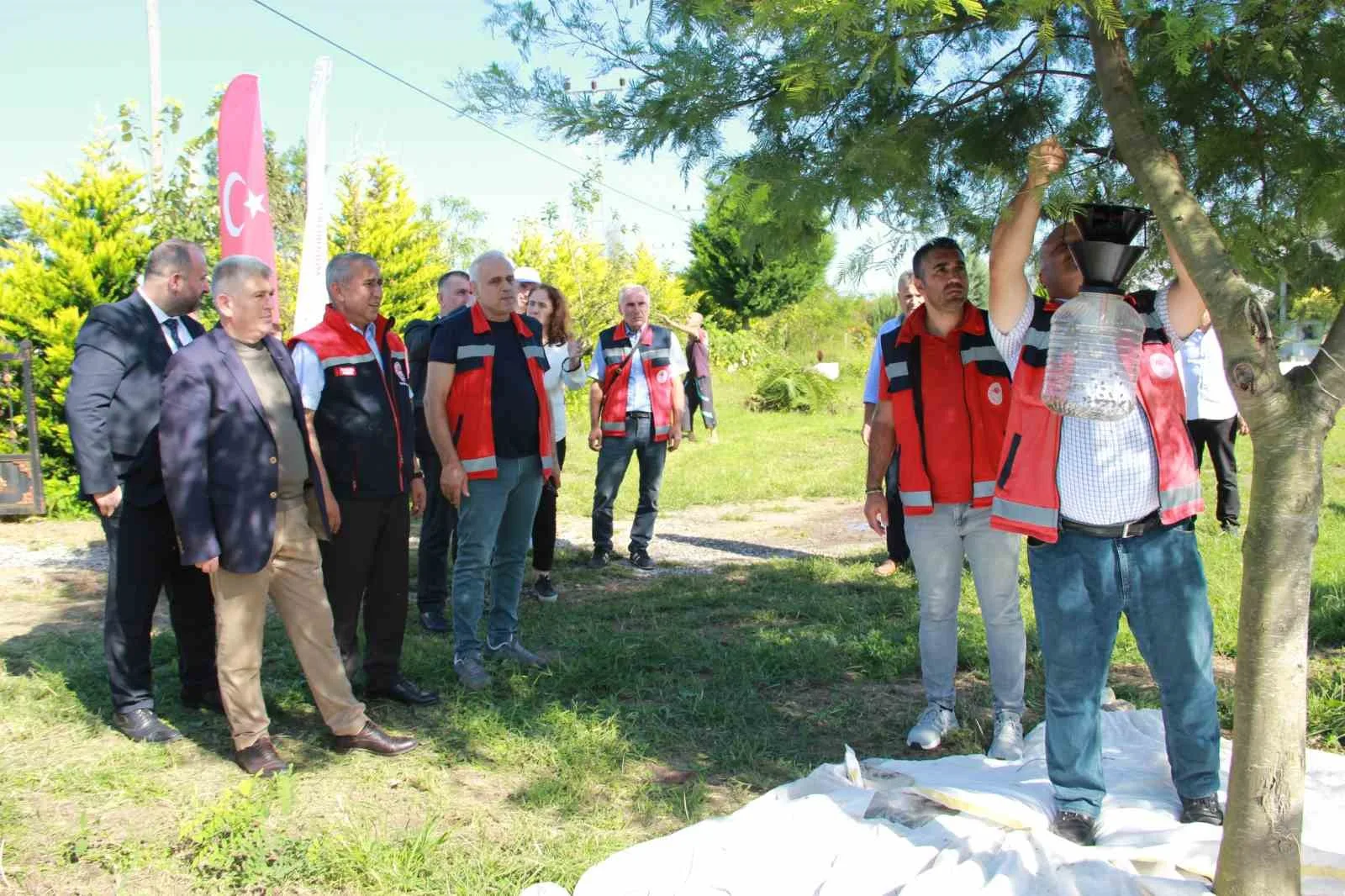 Kahverengi kokarca ile mücadele: Fındık bahçeleri kışlak öncesi ilaçlandı