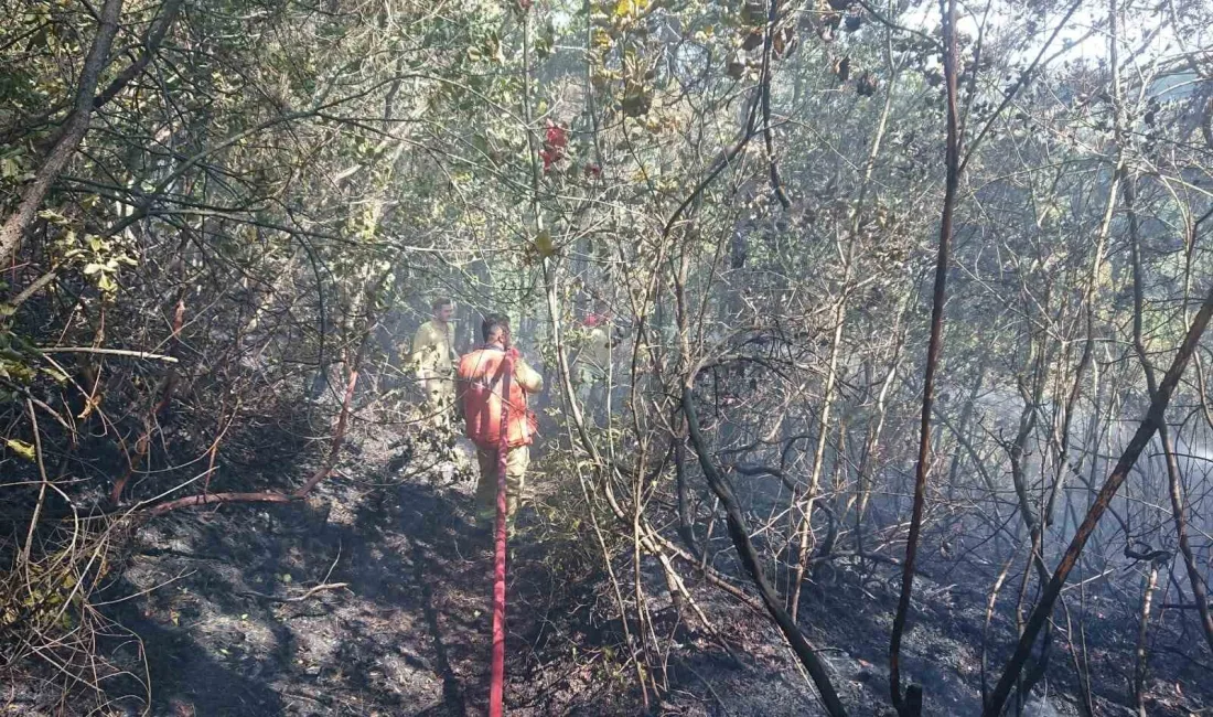 KARABÜK'TE ORMANLIK ALANDA BAŞLAYAN