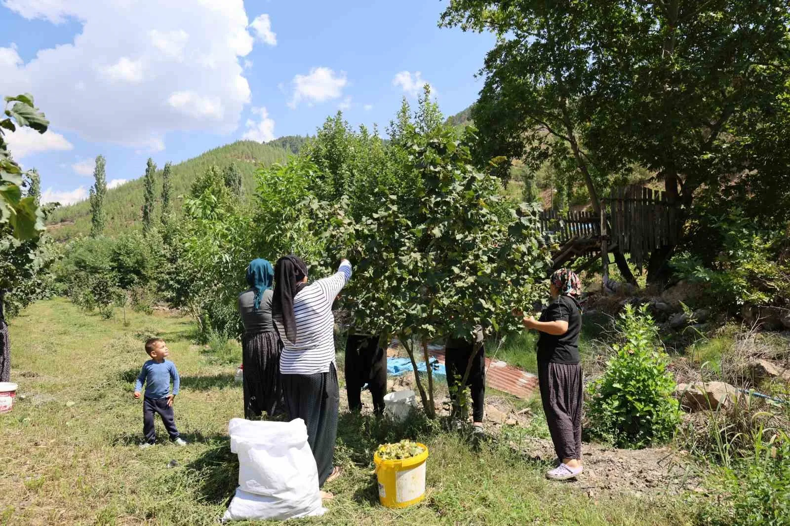 Karadeniz’den aldığı fındık fidesini Adana’da ekti, şimdi hasat ediyor