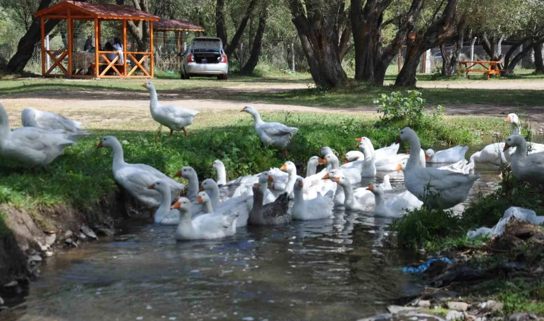 KARS KAZI, SON DÖNEMDE