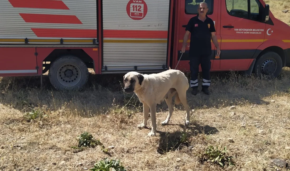 VAN’IN MURADİYE İLÇESİNDE KAYALIKLARDA