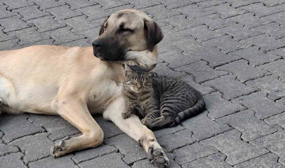 TUNCELİ’DE BİR SOKAK KÖPEĞİ